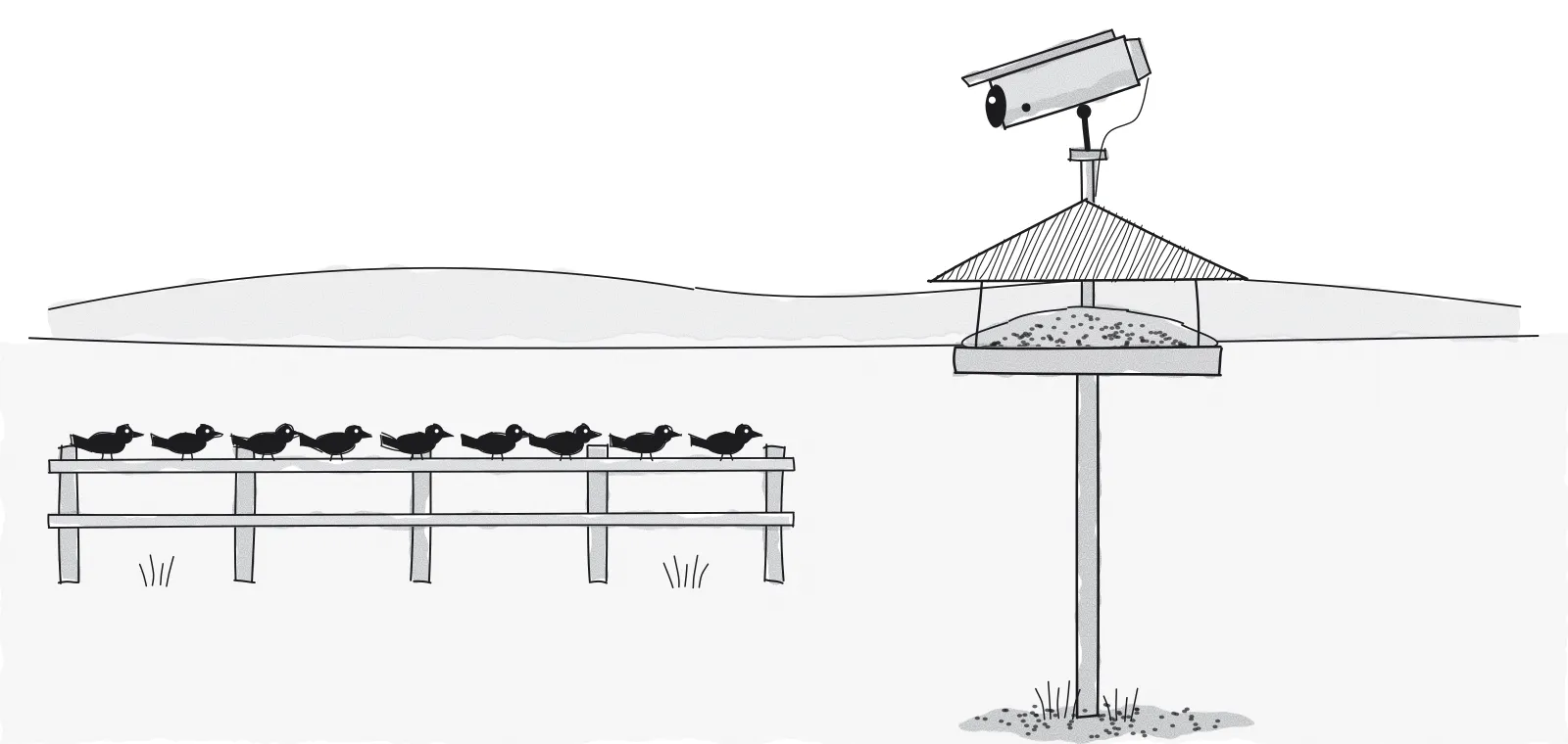 Ink cartoon of a bird feeder heaped with seed and a security camera mounted above it, while a row of birds on a distant fence stares at the camera.
